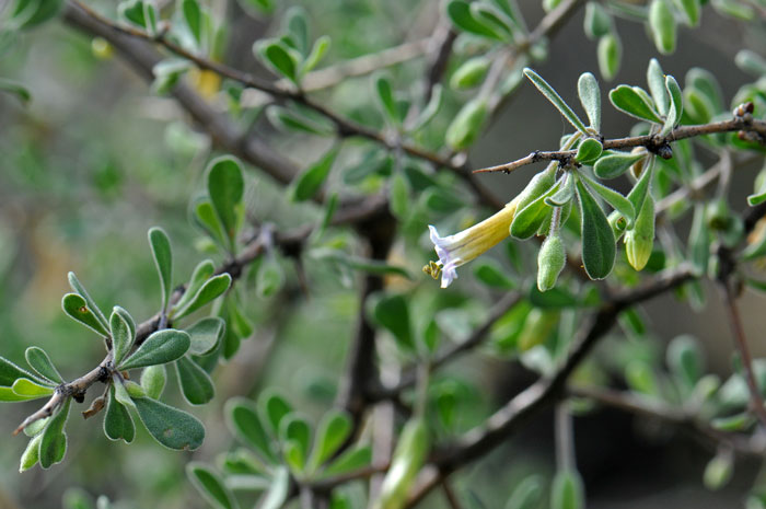 Arizona Desert-thorn is a native Wolfberry that blooms from January to April and throughout the year with sufficient moisture. Lycium exsertum Arizona Desert-thorn is a native Wolfberry that blooms from January to April and throughout the year with sufficient moisture. Lycium exsertum